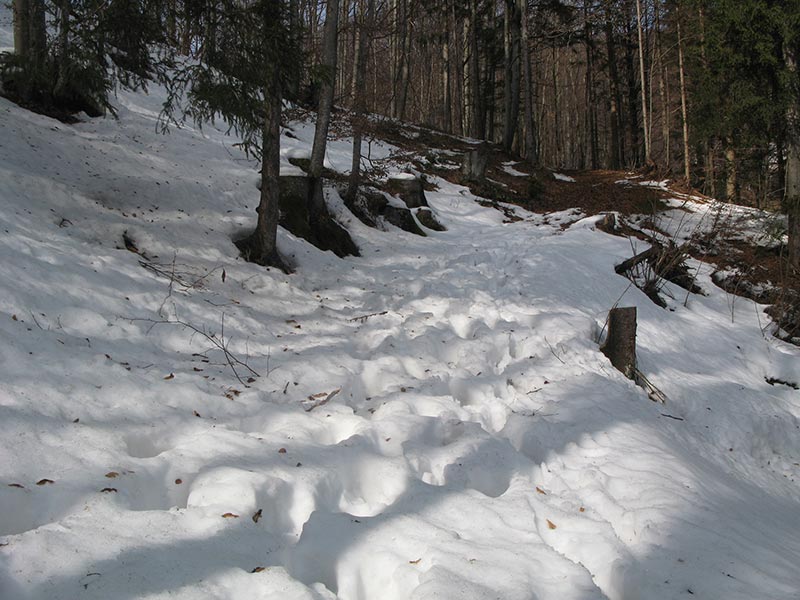 Waldweg